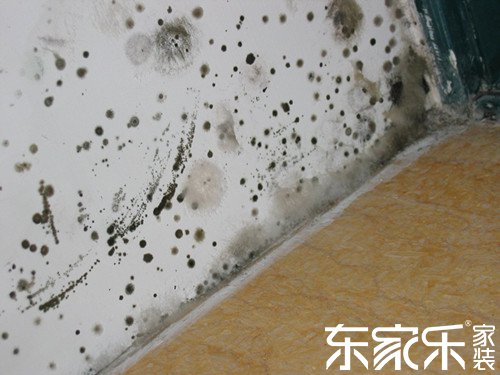 墻面為甚么發霉?